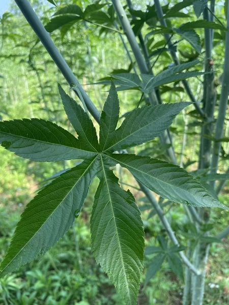 quality Raspberry leaf factory