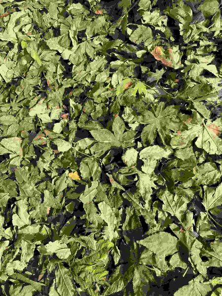 quality Raspberry leaf factory