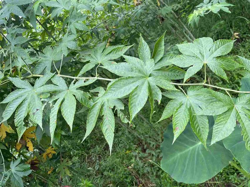 quality Raspberry leaf factory
