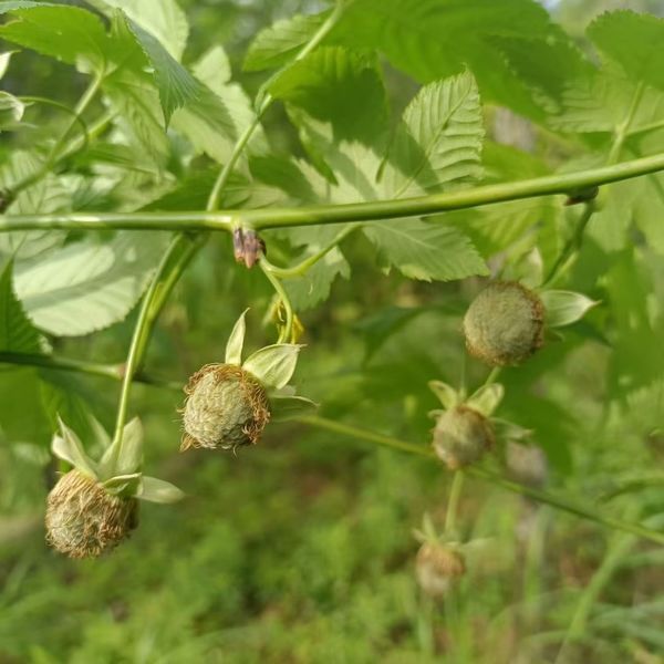 quality Raspberry leaf factory