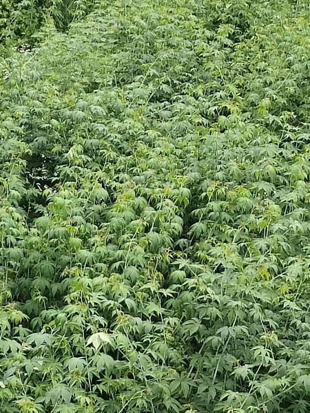 quality Raspberry leaf factory