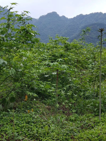 quality Raspberry leaf factory