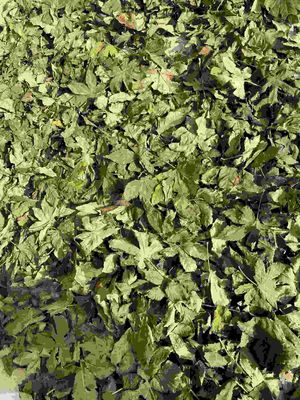 Dried Pure Raspberry Leaf Tea Bag Cut Sifted Sweet Raspberry Leaves Herbs Tea Bags Pregnancy Tea
