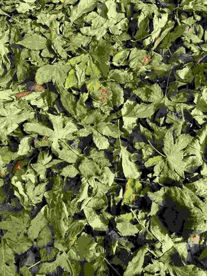 Dried Raspberry Leaf a Sweetener Instead of Sucrose and Rich in Progesterone and Tea Polyphenols