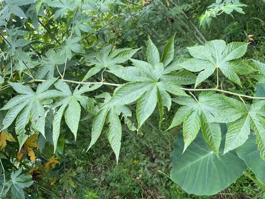 Raspberry Leaf Can Prevention of Cardiovascular and Cerebrovascular Diseases 