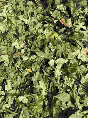Raspberry Leaf with High Sweetness, Low Calorie, Non-Toxic and No Pesticide Residue Natural Plant leaf