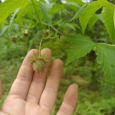 Fu Pen Zi Chinese Herbal Medicine Palm Leaf Raspberry Fruit for Male Health