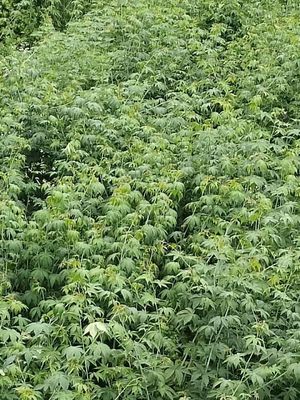 Fu Pen Zi Ye Wholesale Traditional Chinese Medicine Raspberry sweet Leaf 