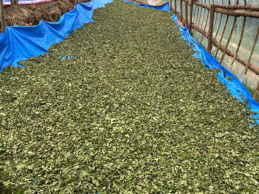 Sweet Tea Clearing Heat, Moistening Lungs, Generating Saliva and Quenching Thirst, Eliminating Phlegm and Relieving Cough, Clearing Liver and Improving Vision