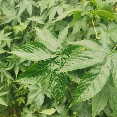 Raspberry sweet leaf tea have some effect for the Maternal health care and Fresh breath