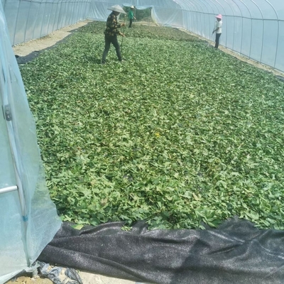 Raspberry Leaf a Sweetener Instead of Sucrose and Rich in Progesterone and Tea Polyphenols Can Prevention of Cardiovascular and Cerebrovascular Diseases