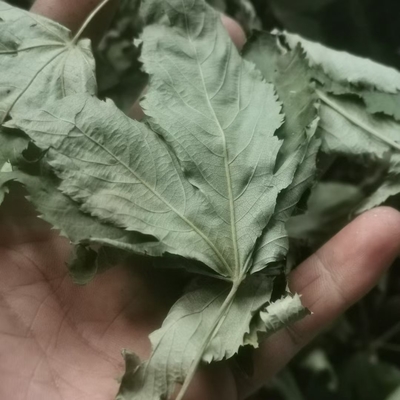 Hot Healthy Herbal Tea Raspberry Leaves for Daily Drink Has an Auxiliary Effect on High Blood Lipid and Diabetes