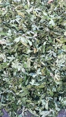 Raspberry Leaf Can Lower Blood Lipid Levels, Blood Sugar Levels, and Delay Aging. It Has No Any Toxic Side Effects