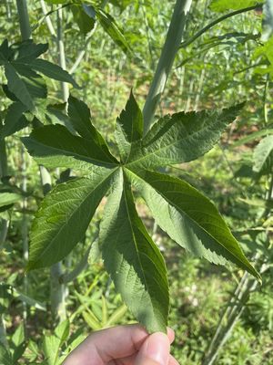 Dried Red Raspberry Leaves Tea Wild Organic Bulk Loose Leaf | Custom Tea Bag/Blend/Pouch/Grind Certified ISO HACCP Workshop