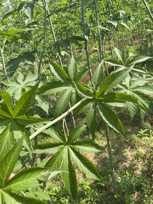 2026 Wholesale High Quality Dried Raspberry Leaf Tea Organic Blended Health Bagged Tea 20 Teabags No Additives Best Price