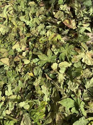 Sweet Blackberry Leaf known as Chineses blackberry leaf a natural low-calorie sweetener the best natural sugar substitute for everyone