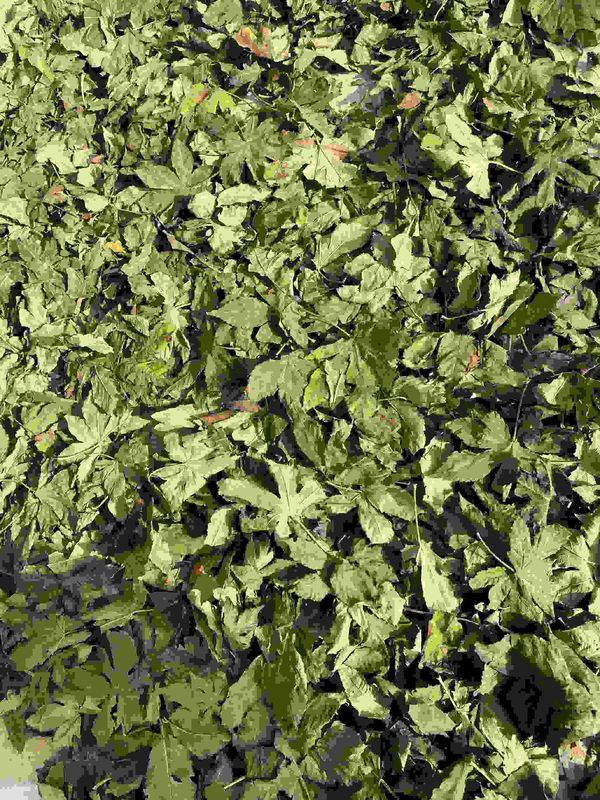 Dried Pure Raspberry Leaf Tea Bag Cut Sifted Sweet Raspberry Leaves Herbs Tea Bags Pregnancy Tea