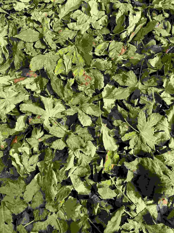 Dried Raspberry Leaf a Sweetener Instead of Sucrose and Rich in Progesterone and Tea Polyphenols