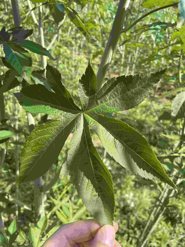 High Quality Raspberry Leaves Fu Pen Zi Ye Natural Dried Organic Pregnancy Tea Raspberry Leaf Herbal Tea