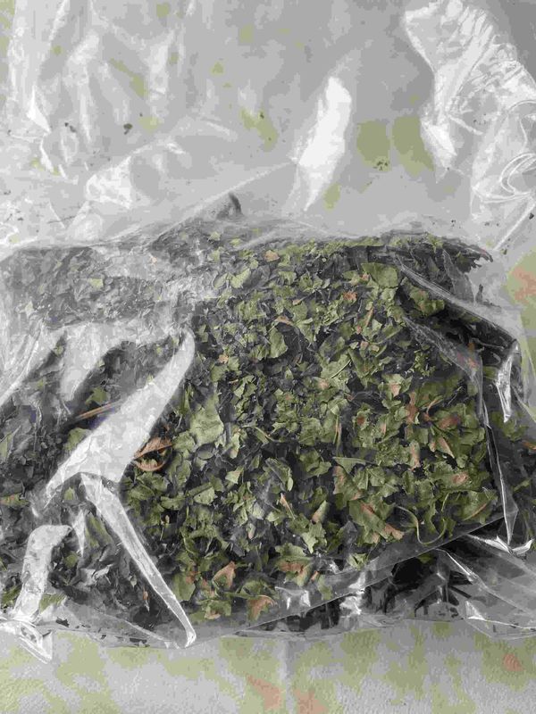 Raspberry Leaf Tea Wholesale Raspberry Leaves Fu Pen Zi Ye Natural Sweetness Raw Leaf 