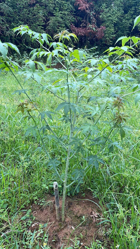 Dried LOOSE Natural Palmleaf Raspberry Leaf Tea Fu Pen Zi Ye Wholesale Fructus Rubi Leaf