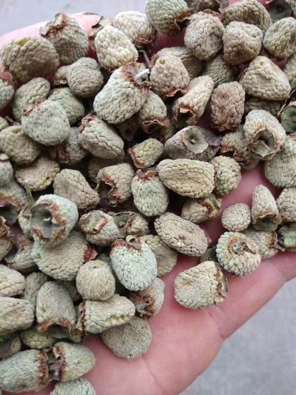 Traditional Chinese Herb Raspberry (Fu Pen Zi) Dried and Raw Processing for Health Support from China