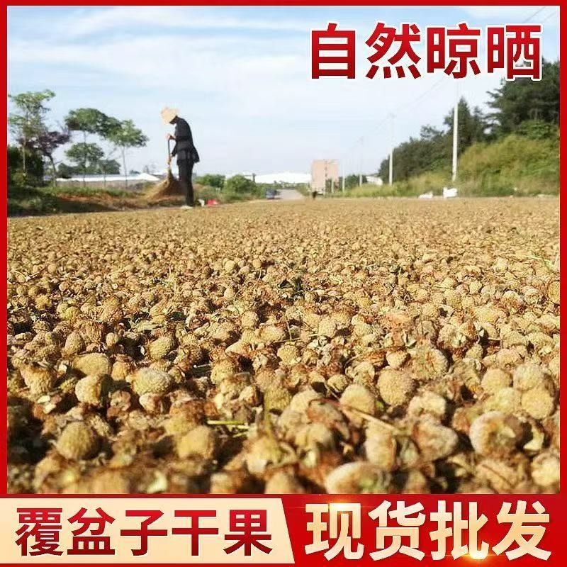 Fu Pen Zi Chinese Herbal Medicine Palm Leaf Raspberry Fruit for Man stronger Health