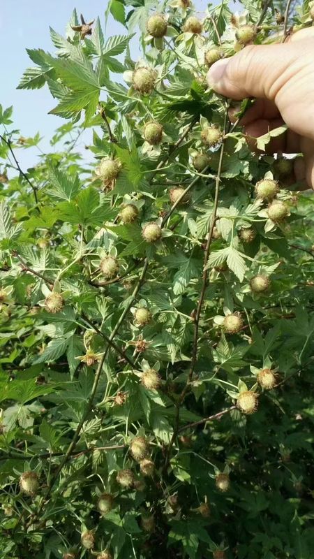Traditional Chinese Herb Fu Pen Zi for Liver and Kidney Health 