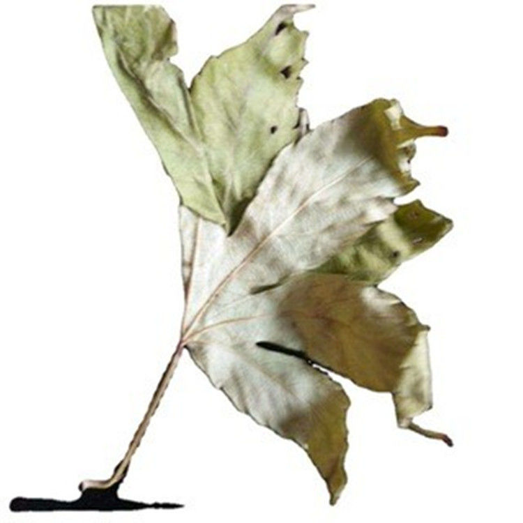 Ellagic Acid Raspberry Keton Raspberry herb Pregnancy Tea dried raspberry leaves tea loose
