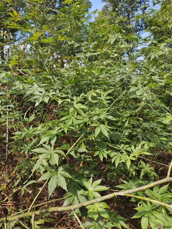 Dried Raspberry Leaf Tea Raspberry Sweet Leaves Herbal Tea for Pregnant Women 
