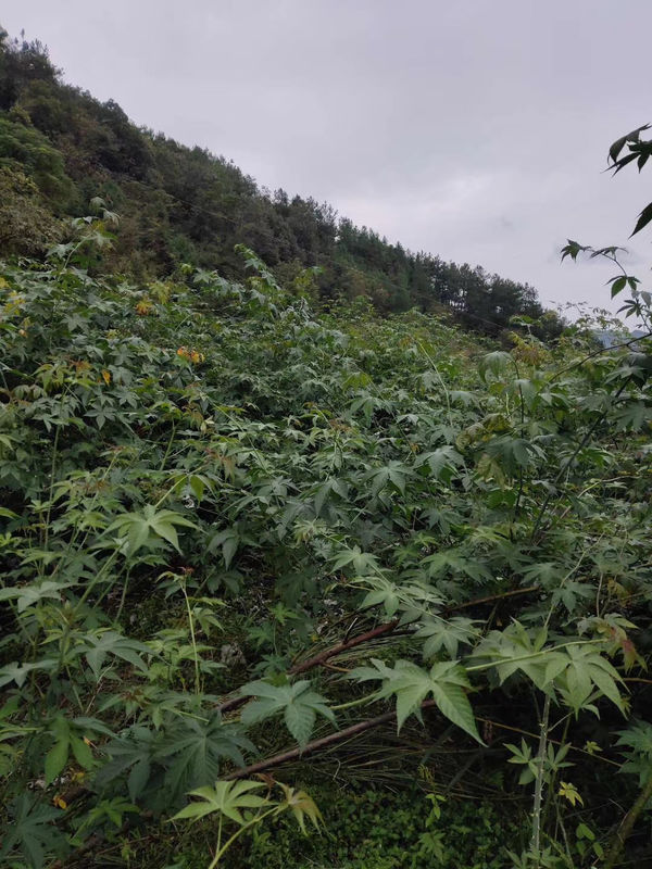 Raspberry sweet leaf tea contains rich protein, crude fat, crude fiber and a variety of amino acids, contains a variety of vitamins and mineral elements, has a certain health care role.