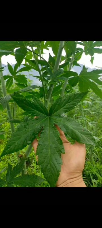 raspberry sweet leaf can make it into natural plant sweeteners widely used in drink,food, health care, beauty, medicine and other industries.