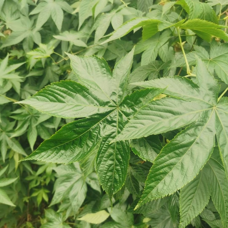 Raspberry sweet leaf tea have some effect for the Maternal health care and Fresh breath