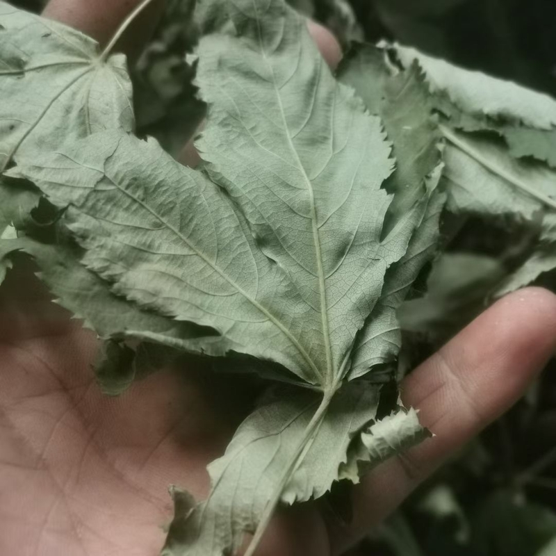 Hot Healthy Herbal Tea Raspberry Leaves for Daily Drink Has an Auxiliary Effect on High Blood Lipid and Diabetes