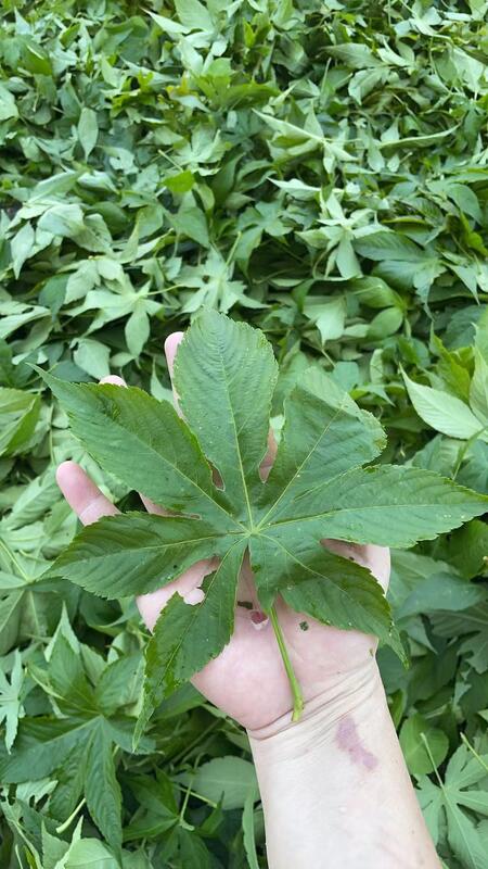 Sweet Tea (Chinese Blackberry Leaf) a natural low-calorie sweetener 